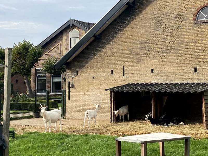 Koop nu het populaire spel Chicken Road in Nederlandse online casinos, chicken road gokkast